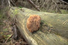 Artomyces microsporus