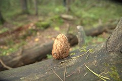Artomyces microsporus