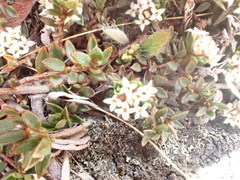 Pimelea oreophila lepta