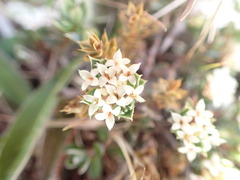 Pimelea oreophila lepta