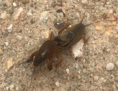 Gryllotalpa australis
