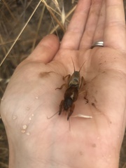 Gryllotalpa australis