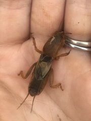 Gryllotalpa australis