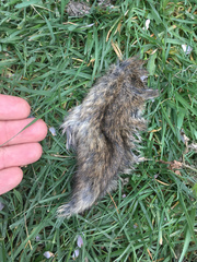 Oryctolagus cuniculus cuniculus