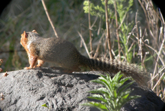 Notocitellus annulatus