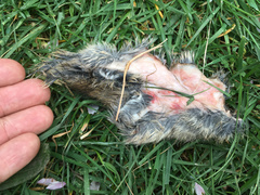 Oryctolagus cuniculus cuniculus