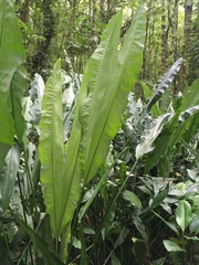 Cyclanthus bipartitus