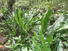 Cyclanthus bipartitus