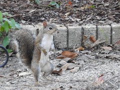 Sciurus carolinensis