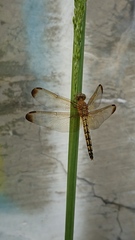 Neurothemis terminata