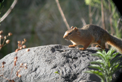 Notocitellus annulatus