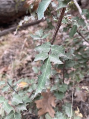 Berberis swaseyi