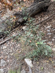 Berberis swaseyi