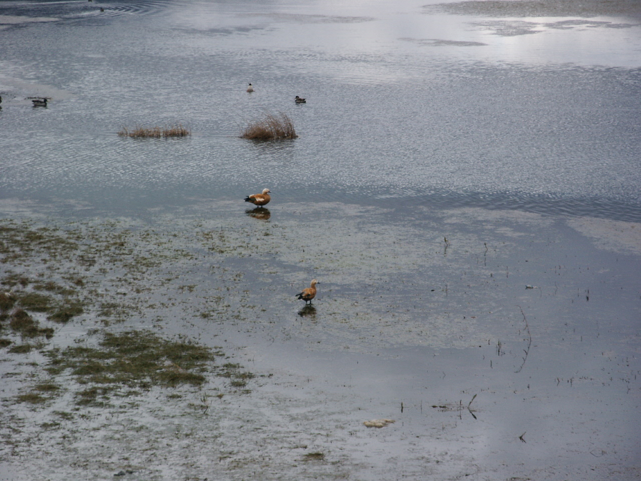Ruddy Shelduck