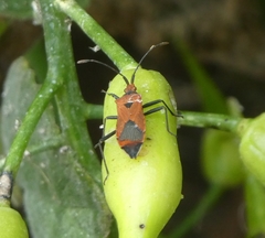 Aulacosternum nigrorubrum