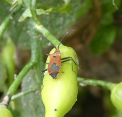 Aulacosternum nigrorubrum