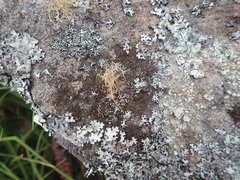 Xanthoparmelia verrucella