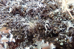 Xanthoparmelia verrucella