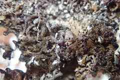 Xanthoparmelia verrucella