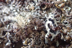 Xanthoparmelia verrucella