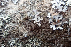 Xanthoparmelia verrucella