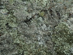 Heterodermia tremulans