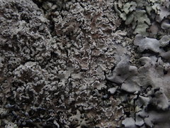 Heterodermia tremulans