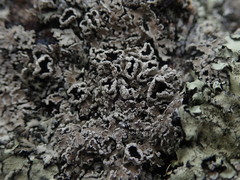 Heterodermia tremulans