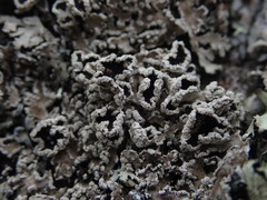 Heterodermia tremulans