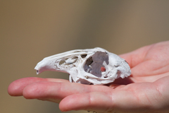 Lepus californicus insularis