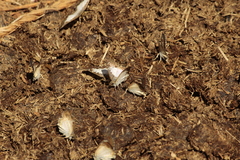 Antigonus emorsa