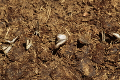 Antigonus emorsa