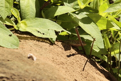Sceloporus albiventris