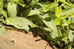 Sceloporus albiventris