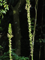 Lobelia cirsiifolia