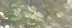 Pistia stratiotes