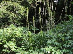 Lobelia cirsiifolia
