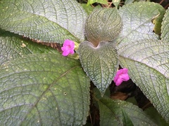 Chrysothemis melittifolia