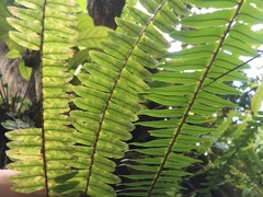 Nephrolepis rivularis