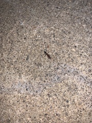 Odontomachus desertorum