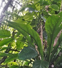 Philodendron lingulatum