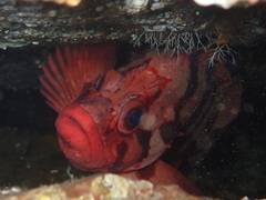 Sebastes nigrocinctus