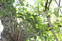 Guarianthe
