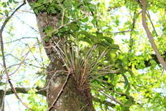 Guarianthe