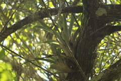 Tillandsia fasciculata