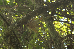Tillandsia fasciculata