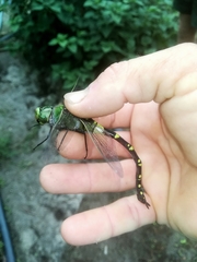 Anax tristis