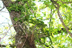 Guarianthe