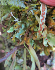 Notogrammitis angustifolia