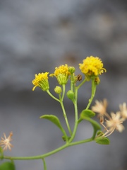 Perityle lindheimeri